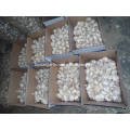 Top Quality of Fresh Normal White Garlic